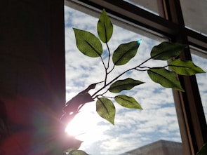 A serene morning scene with glint health supplements beside a sunlit window and a potted plant.