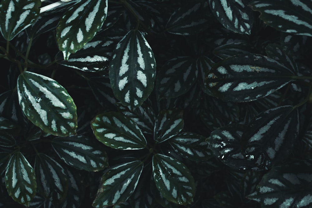 green and white striped leaf plant