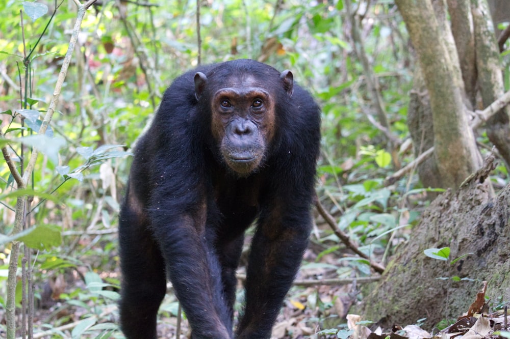 selective focus photography of black monkey surrounded by trees during daytime