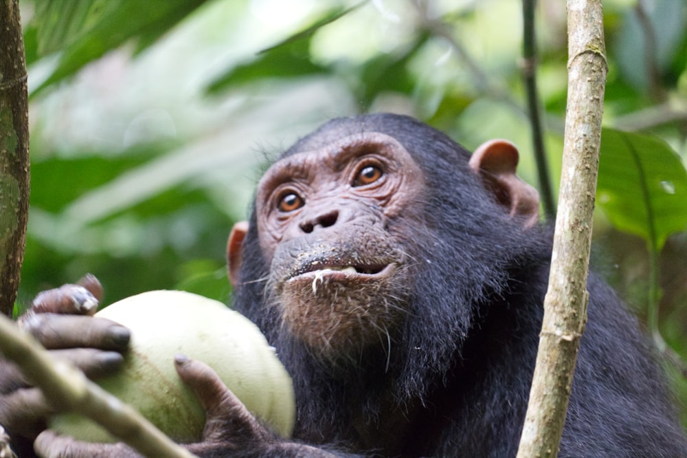monkey holding green fruit