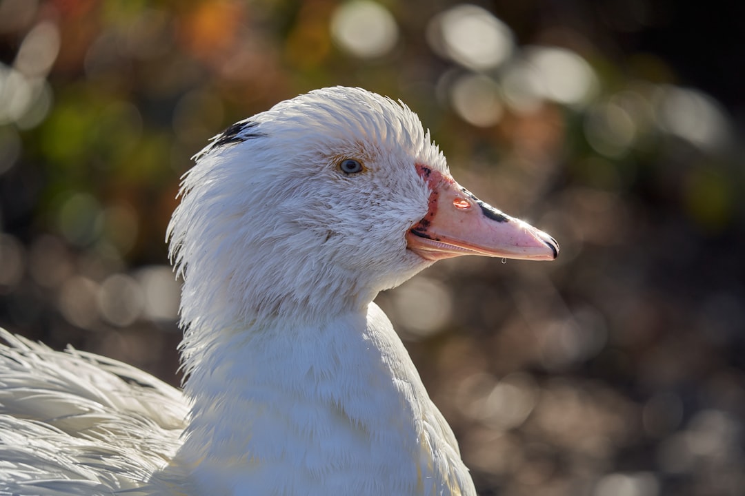 macro photography of white duck