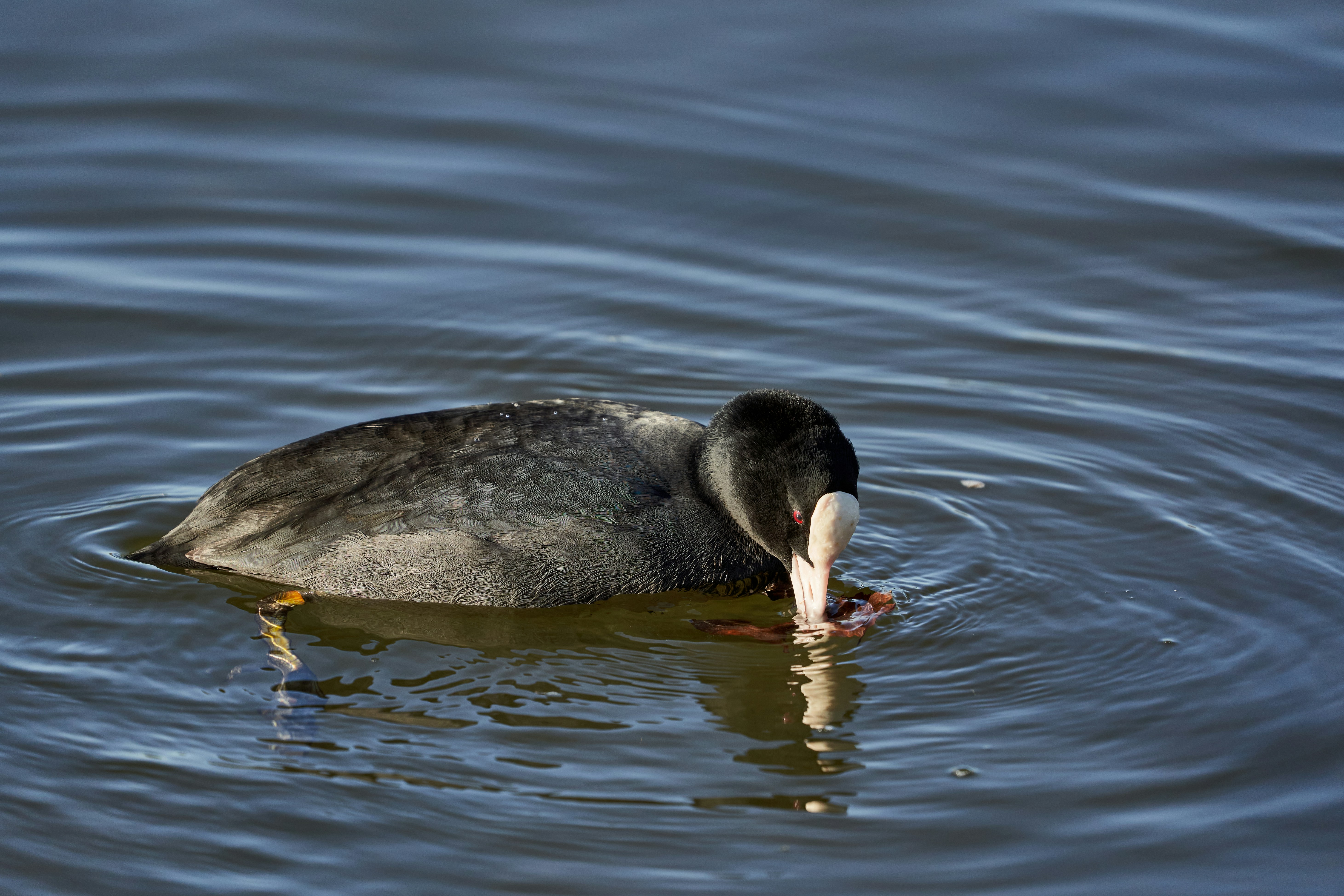 Photo by wolfgang_hasselmann