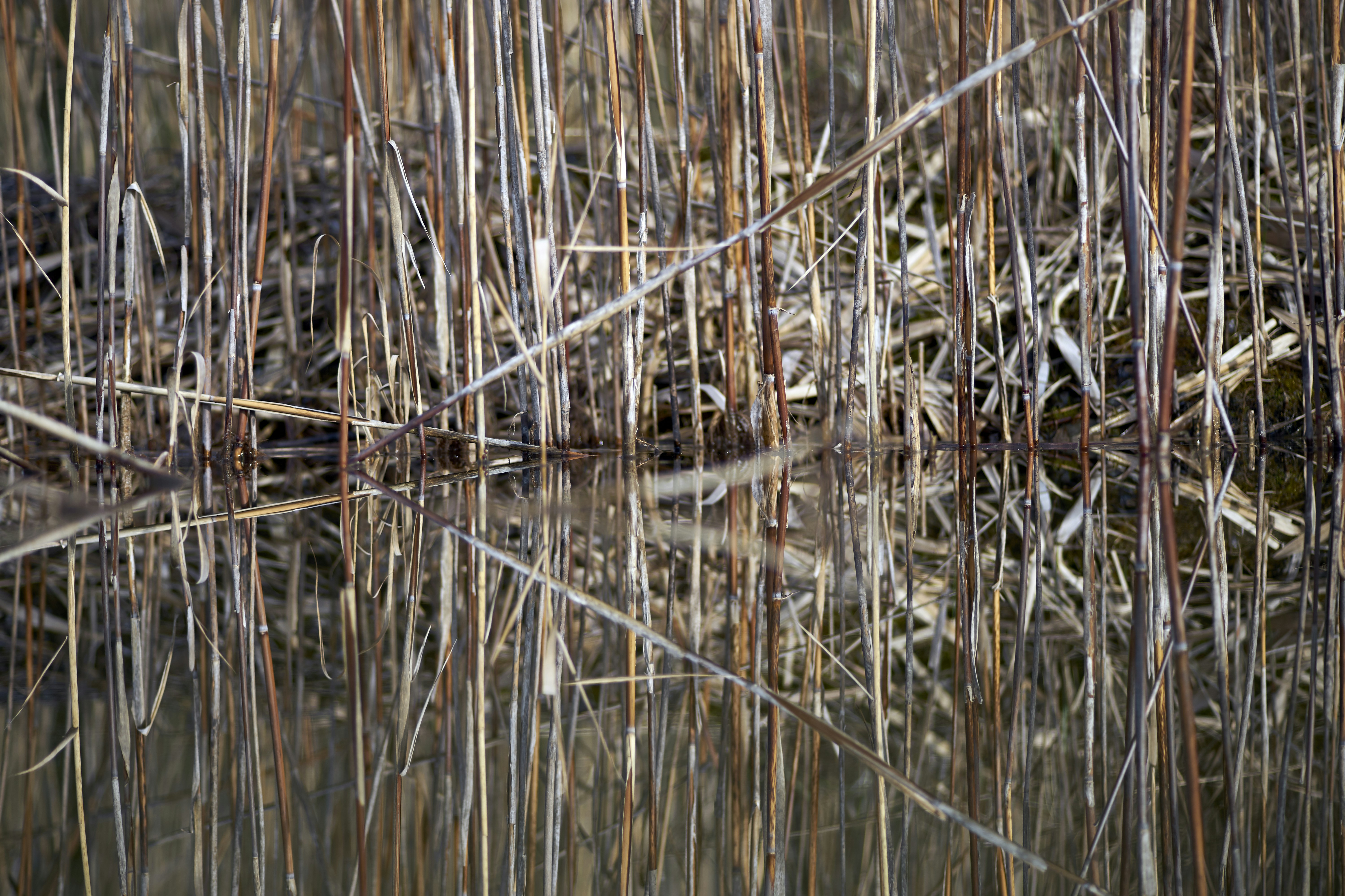 Photo by wolfgang_hasselmann