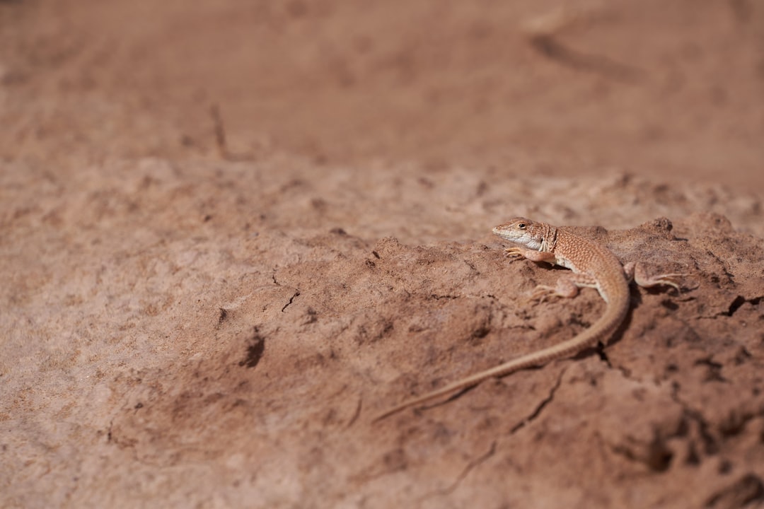 brown lizard on pavement