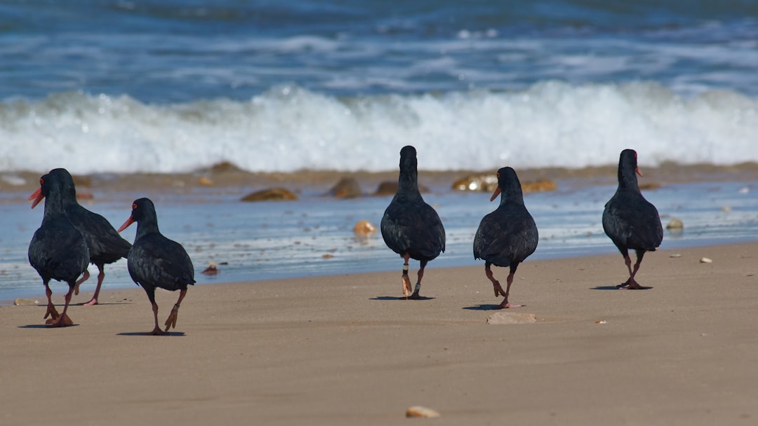 six black small-beaked birds near seashore