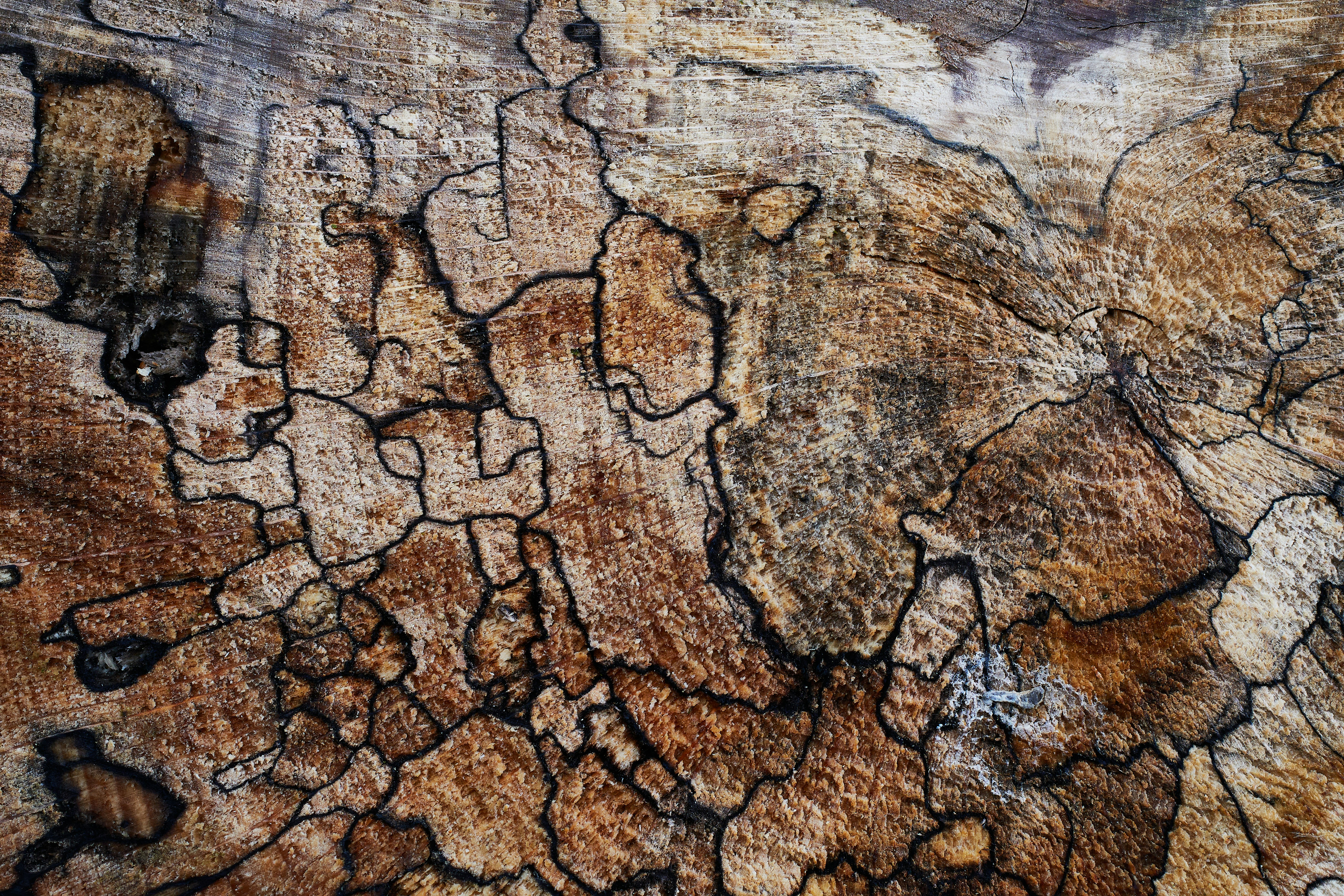 Photo by wolfgang_hasselmann