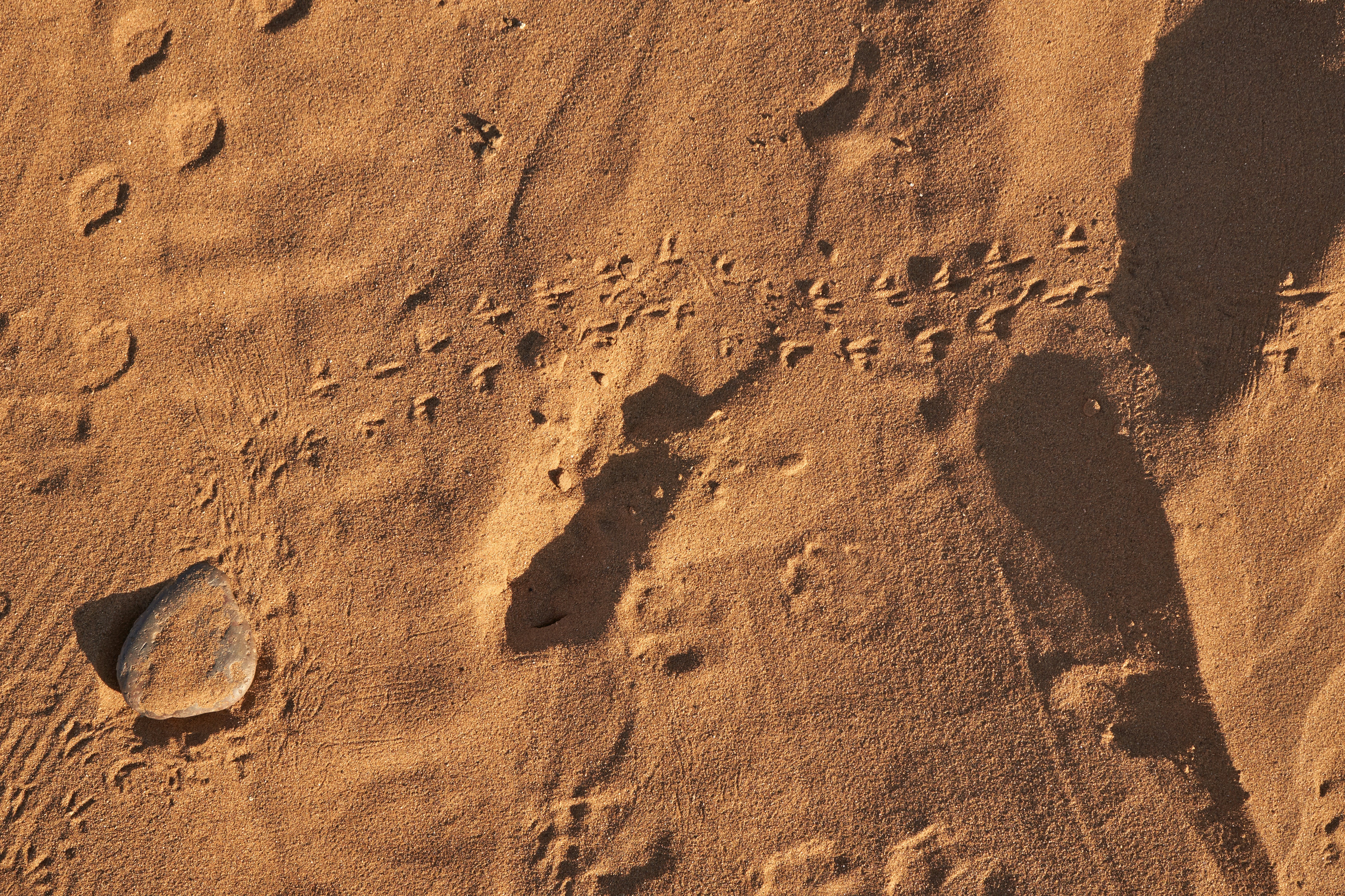 The Digital Revolution in Archaeology (image credits: unsplash)