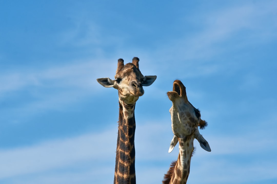 two giraffe animals under blue and white sky