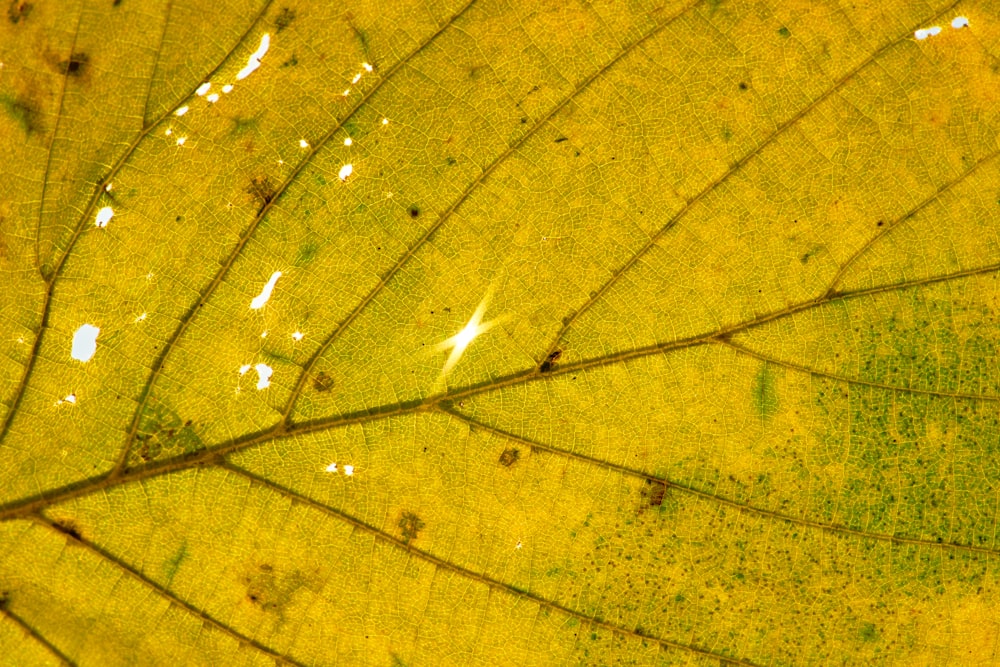 macro photography of yellow and green leaf