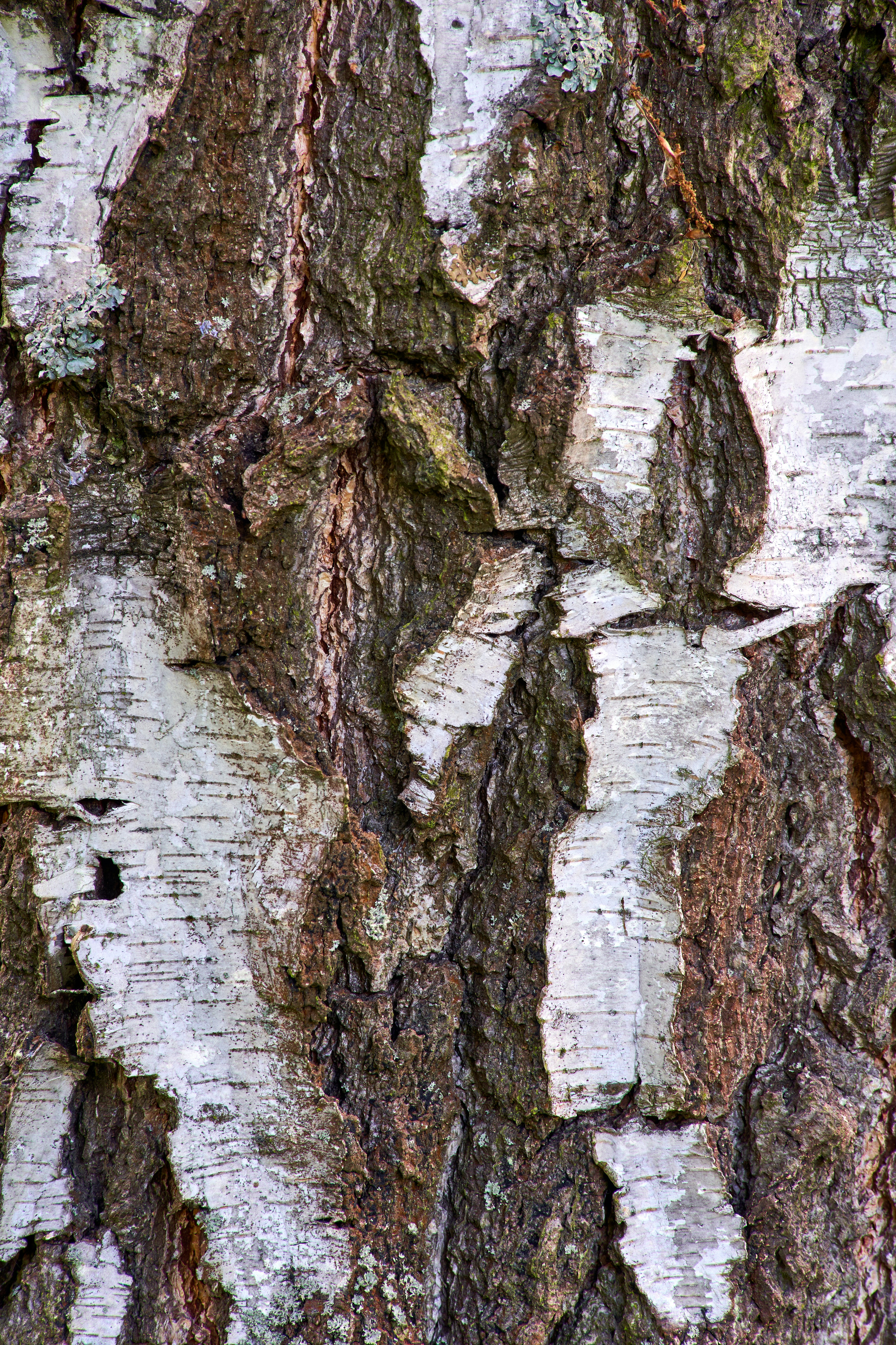 Photo by wolfgang_hasselmann