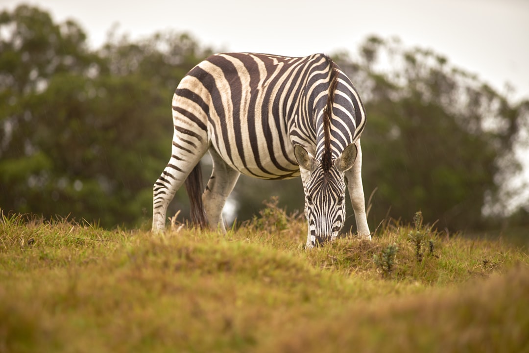 zebra eating grass during day