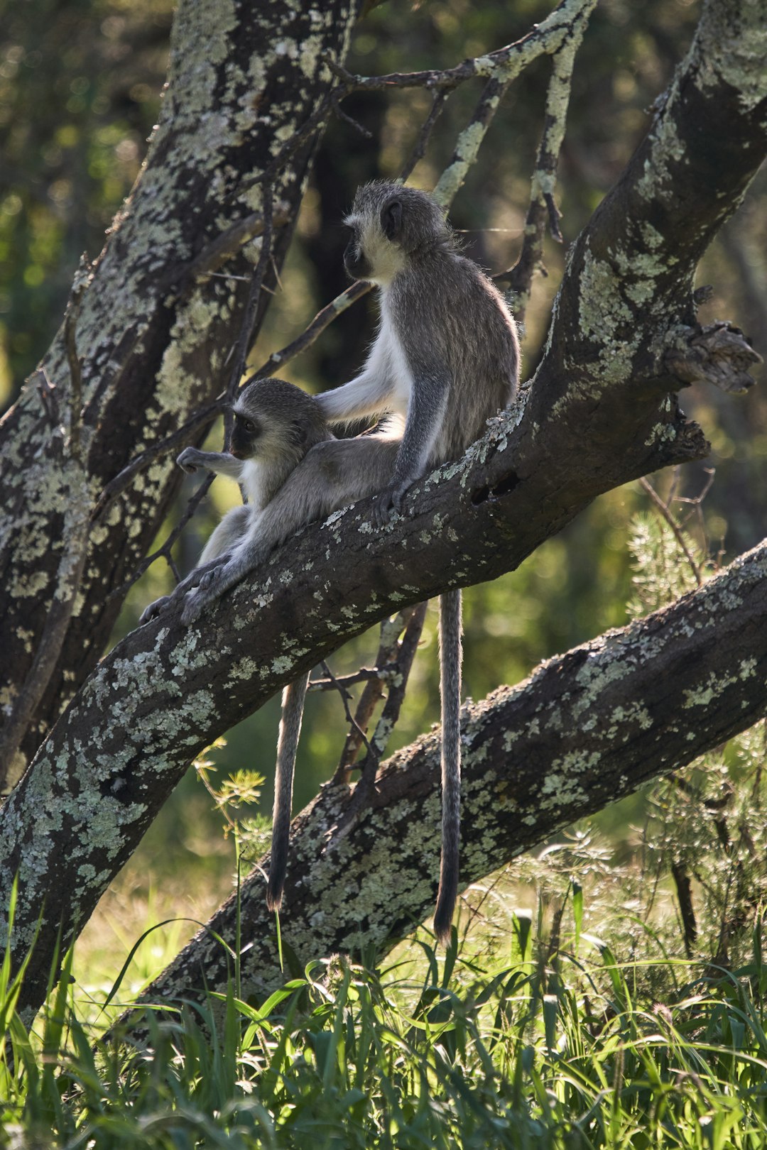 two gray monkeys on tree