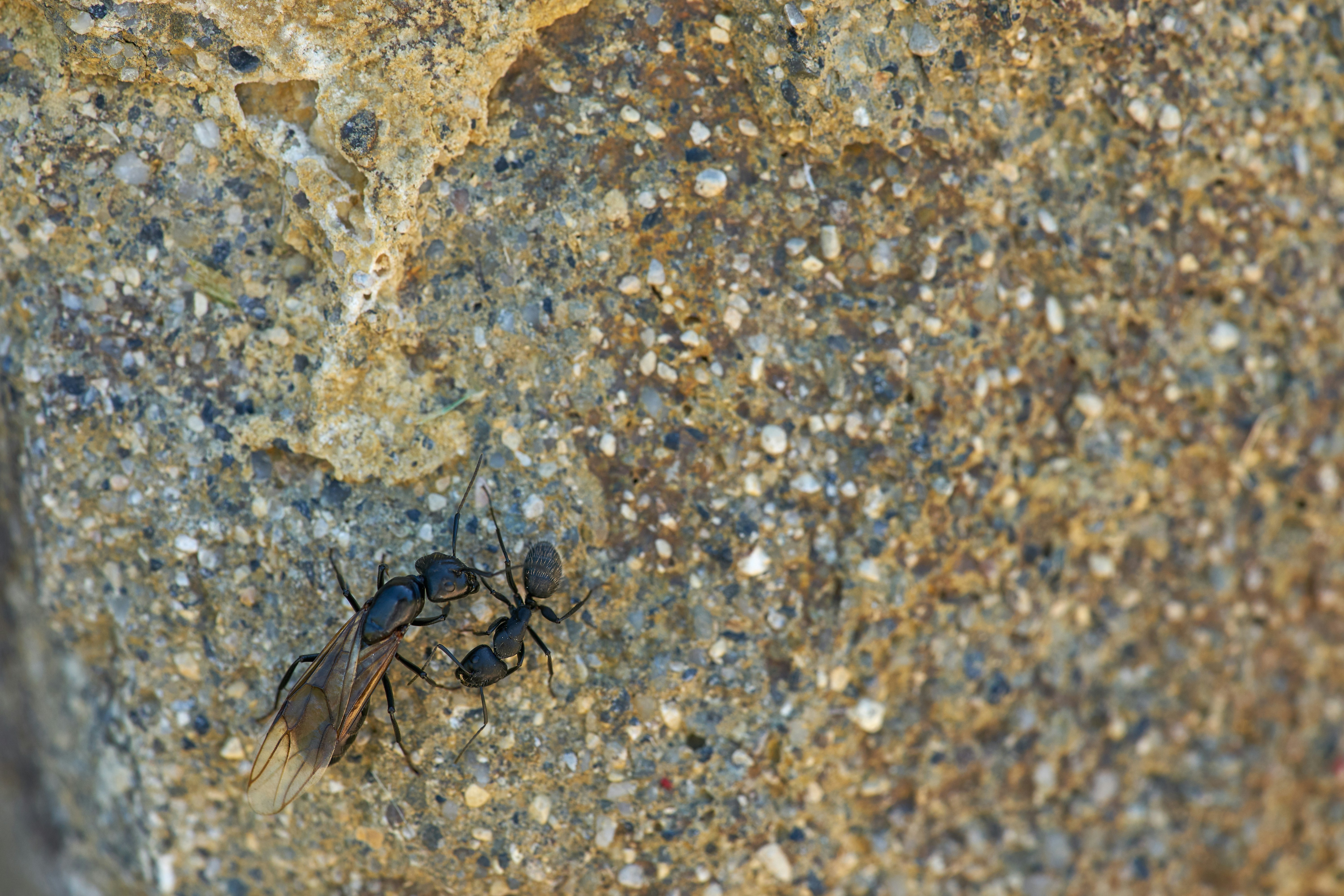 Photo by wolfgang_hasselmann