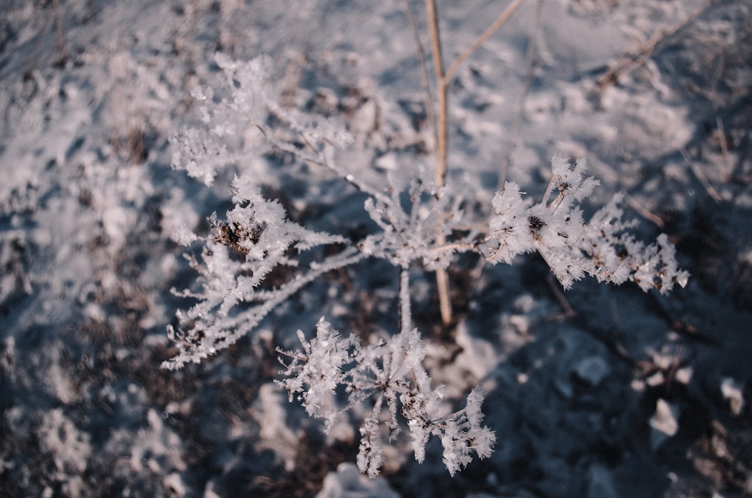 frozen plant