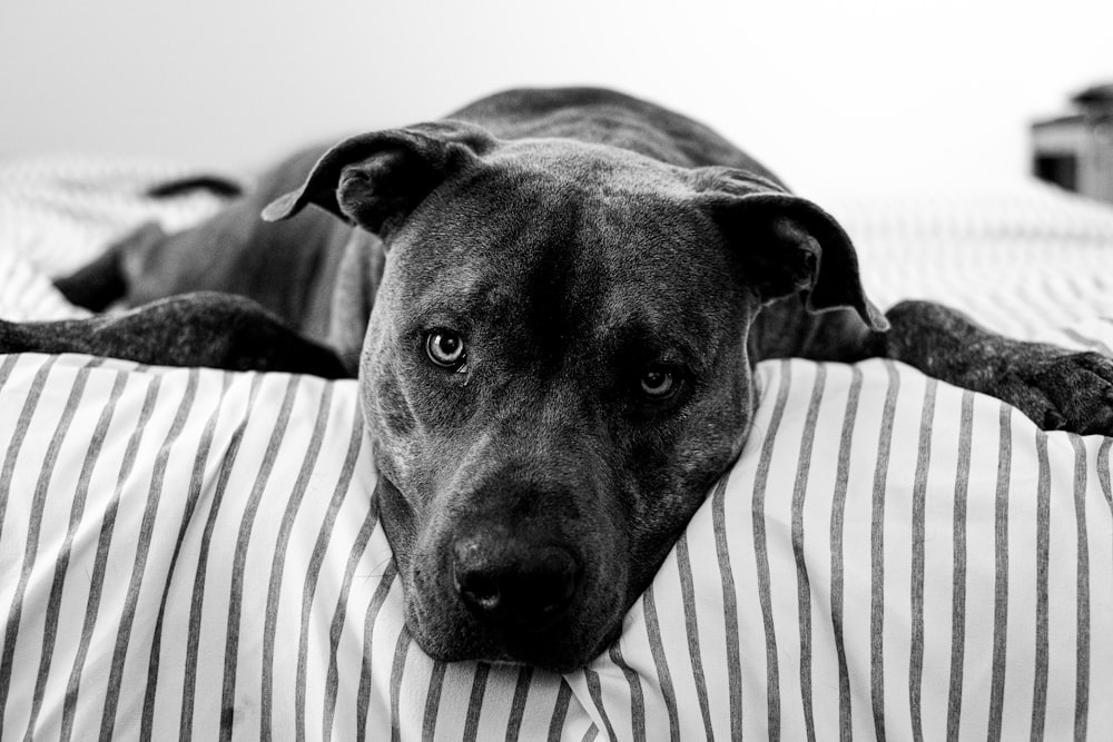 grayscale photography of dog lying on bed
