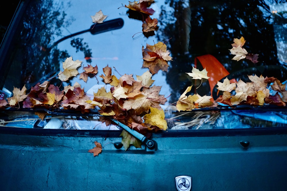 fallen brown leaves on vehicle's windshield