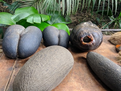 Various large, dark brown and oblong shaped seeds or nuts placed on a wooden surface, surrounded by lush, green tropical leaves. The seeds vary in shape and texture, with some having rounded edges and others being more elongated.