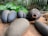 Various large, dark brown and oblong shaped seeds or nuts placed on a wooden surface, surrounded by lush, green tropical leaves. The seeds vary in shape and texture, with some having rounded edges and others being more elongated.