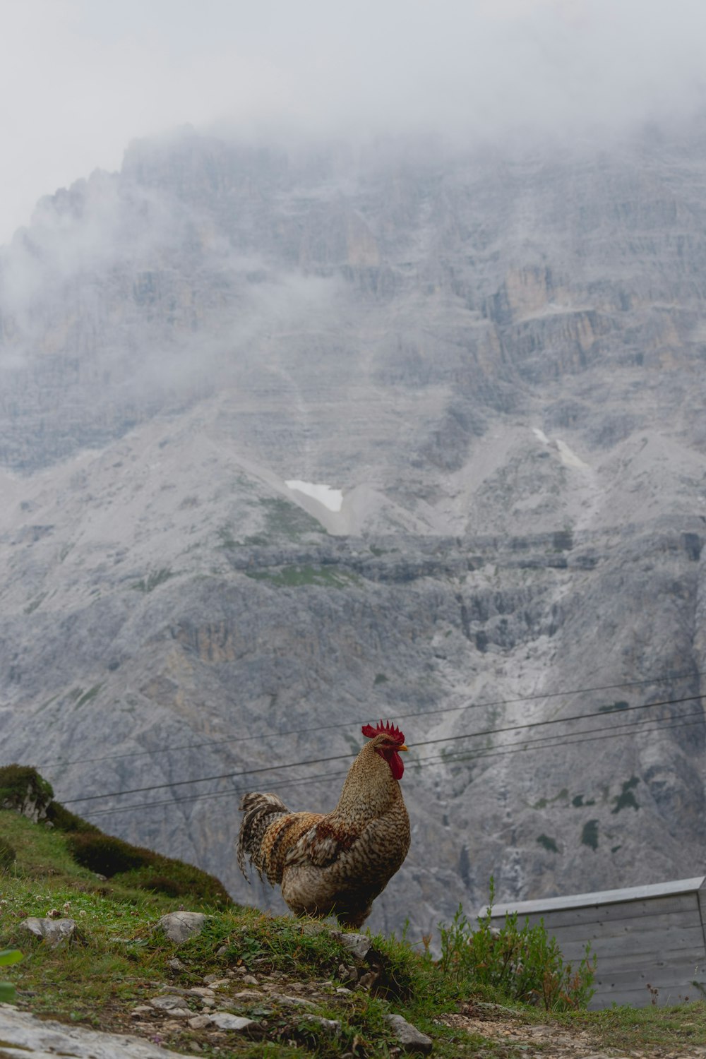 shallow focus photo of brown and red rooster