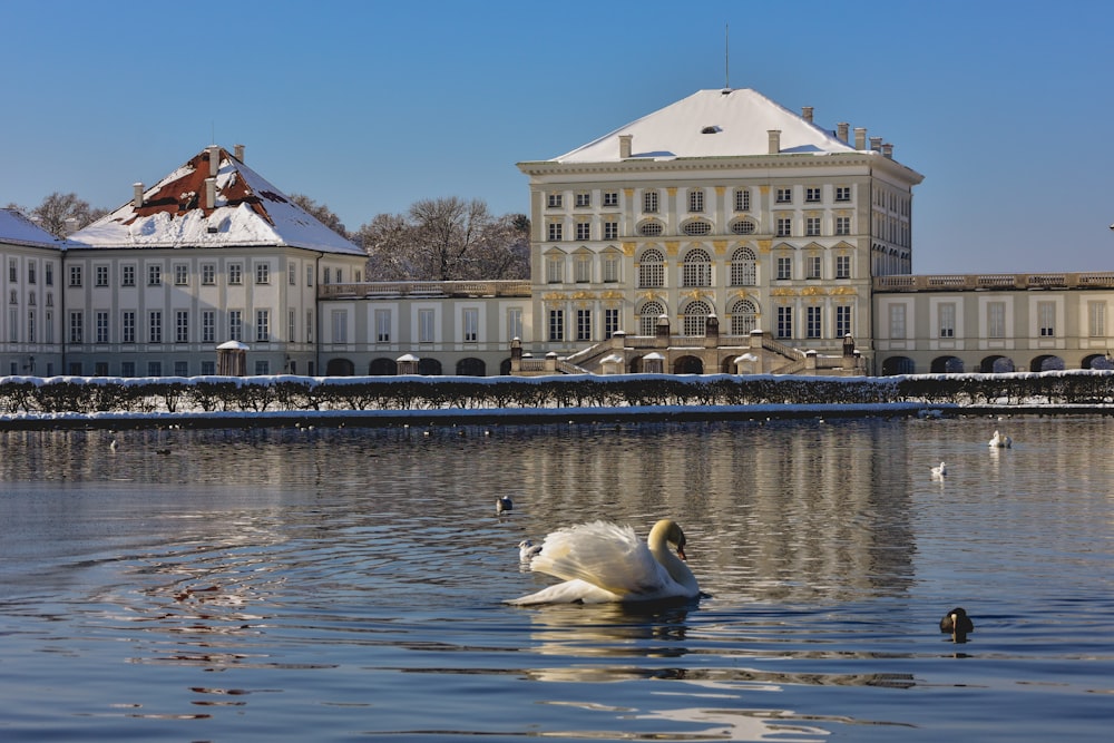 white swan on water