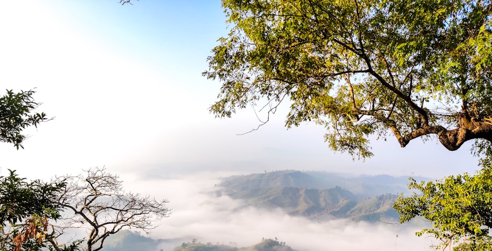 green trees overlooking mountain during daytime