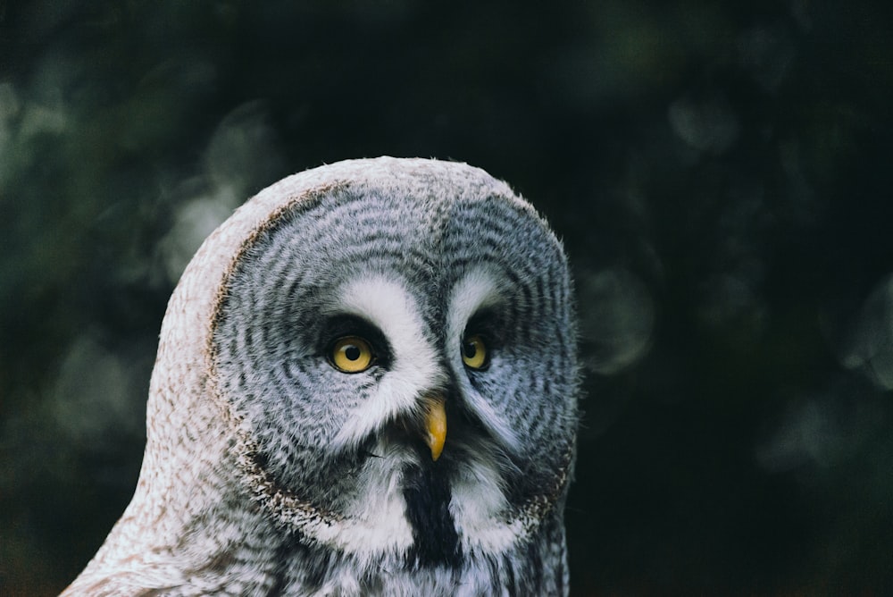 shallow focus photo of gray owl