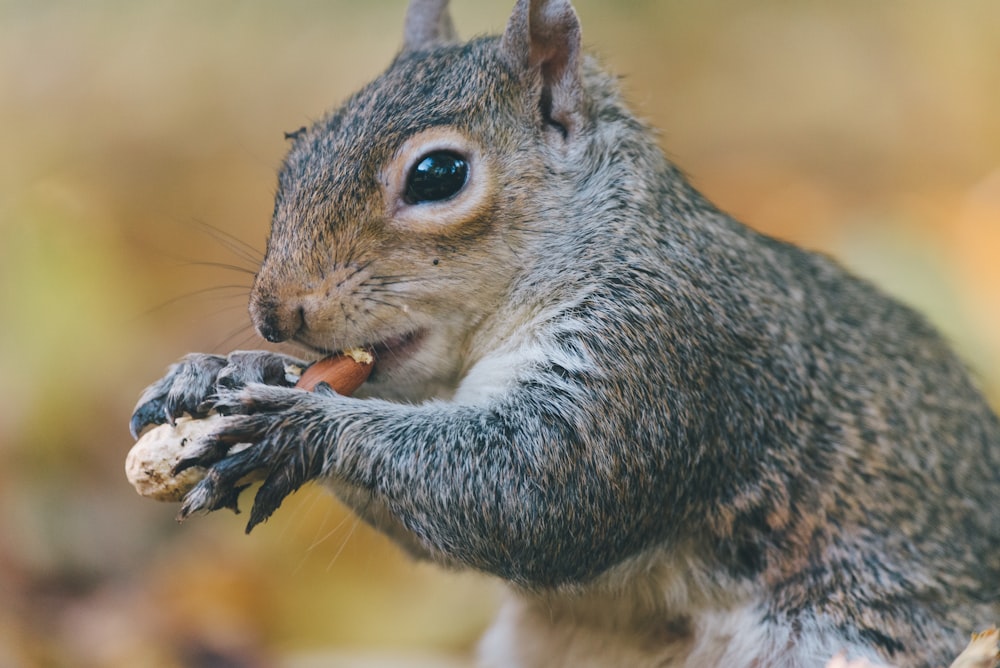 rodent eating nut