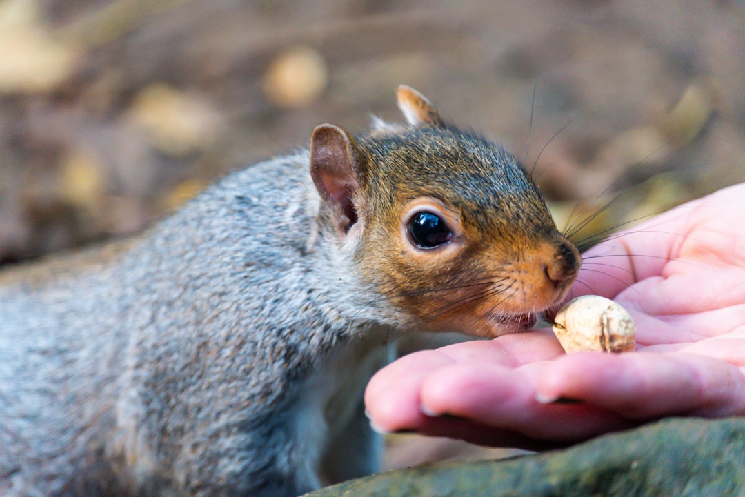 rodent about to eat nut in human hand