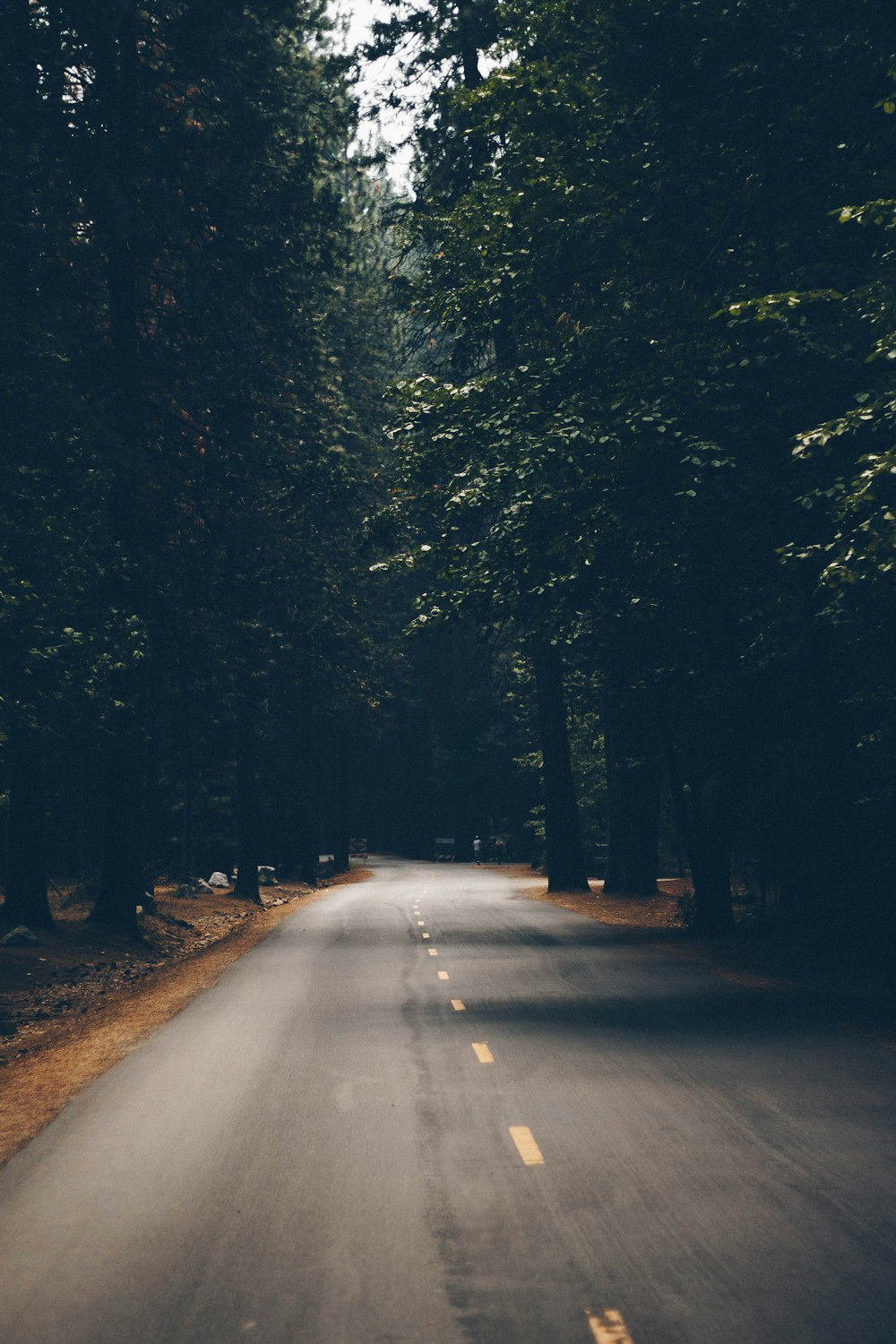 road near trees during day