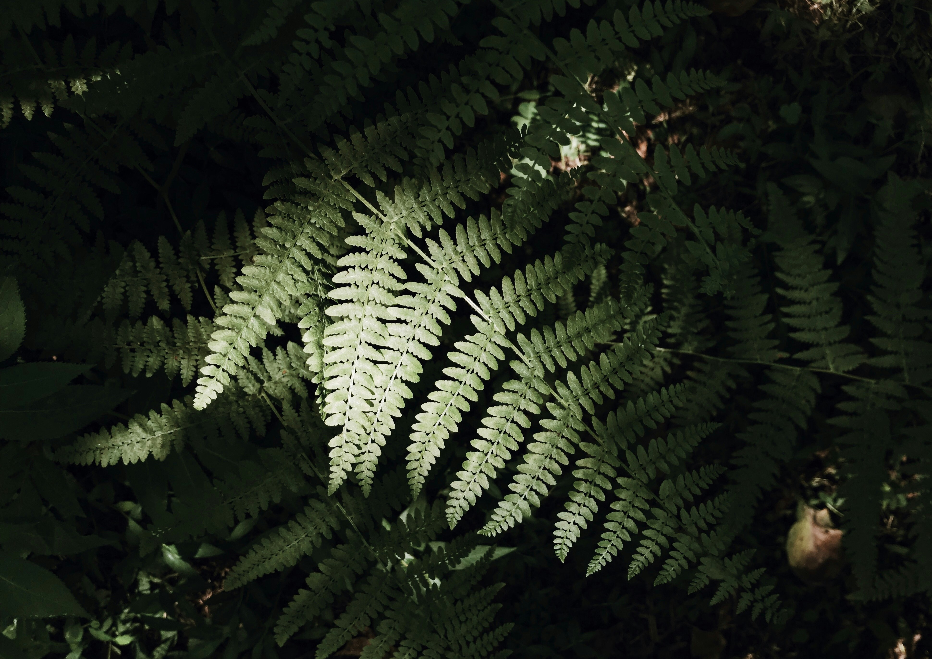 Photo by nazlimozaffari