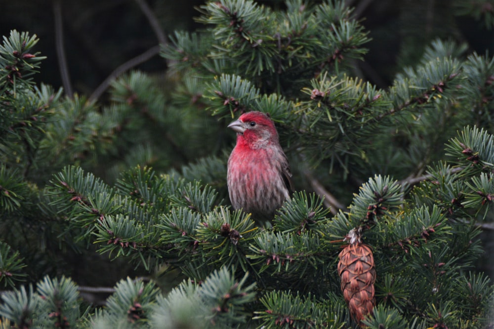 red bird perching on pine tree