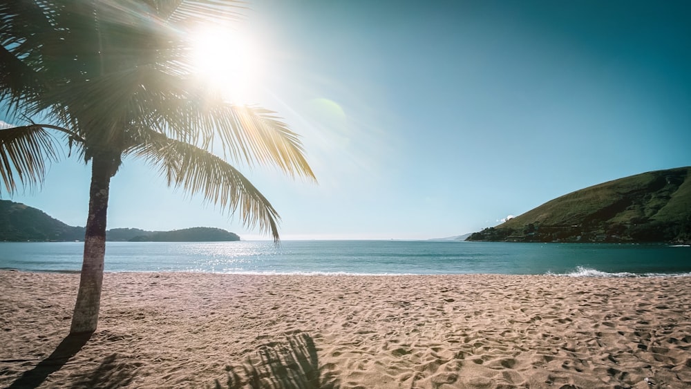 green palm tree on seashore during daytime