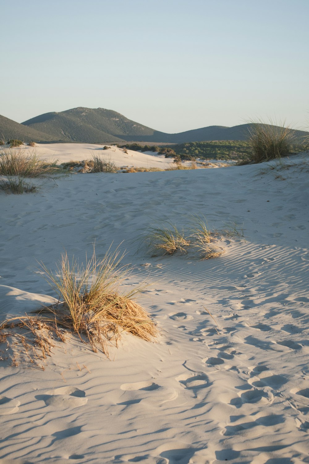 brown grasses on white sand during daytime