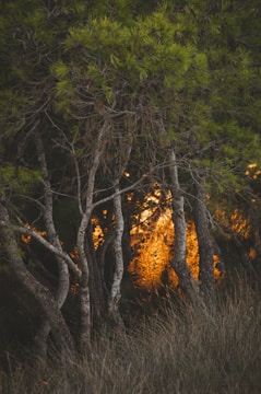 green-leafed tree