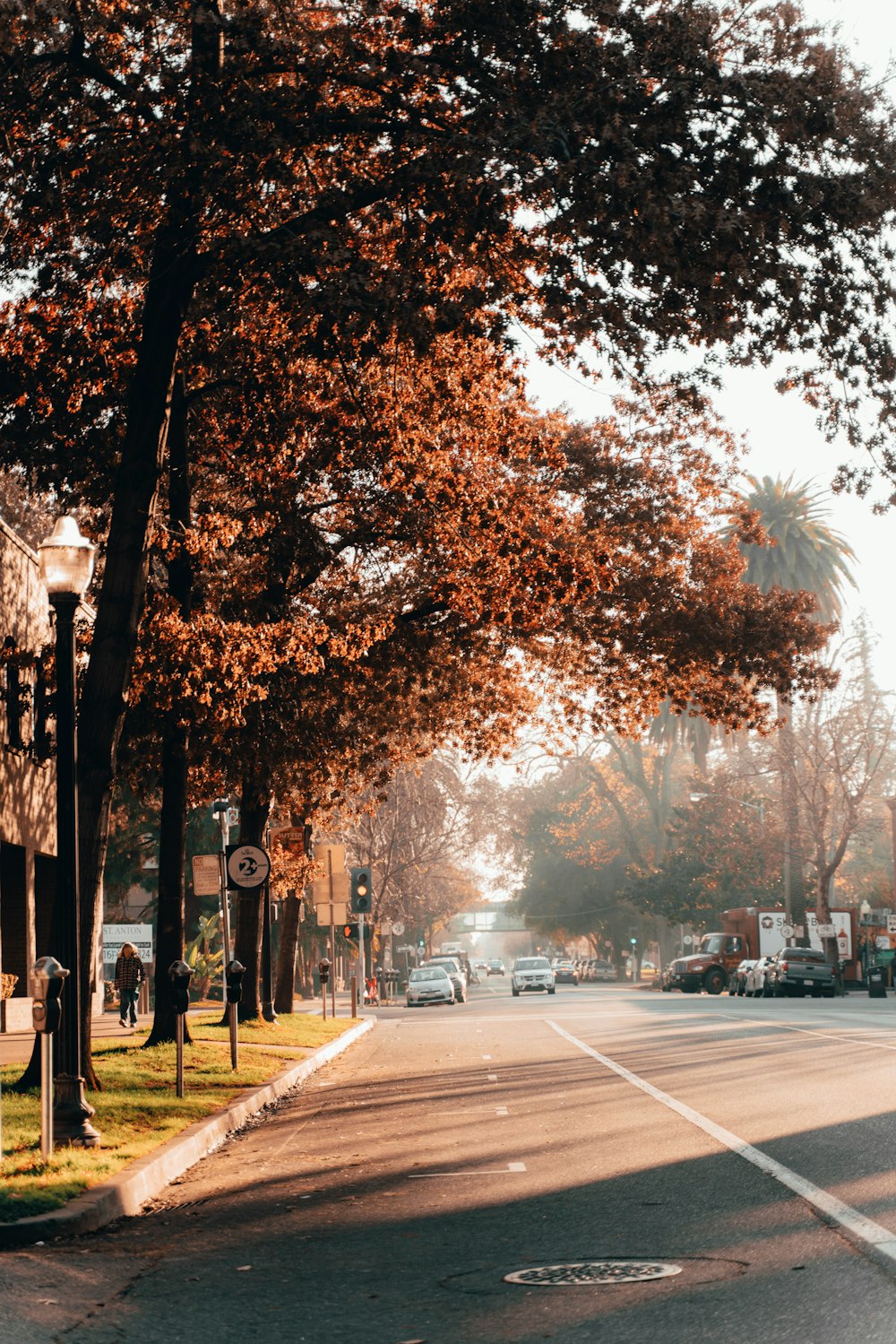 brown-leafed trees