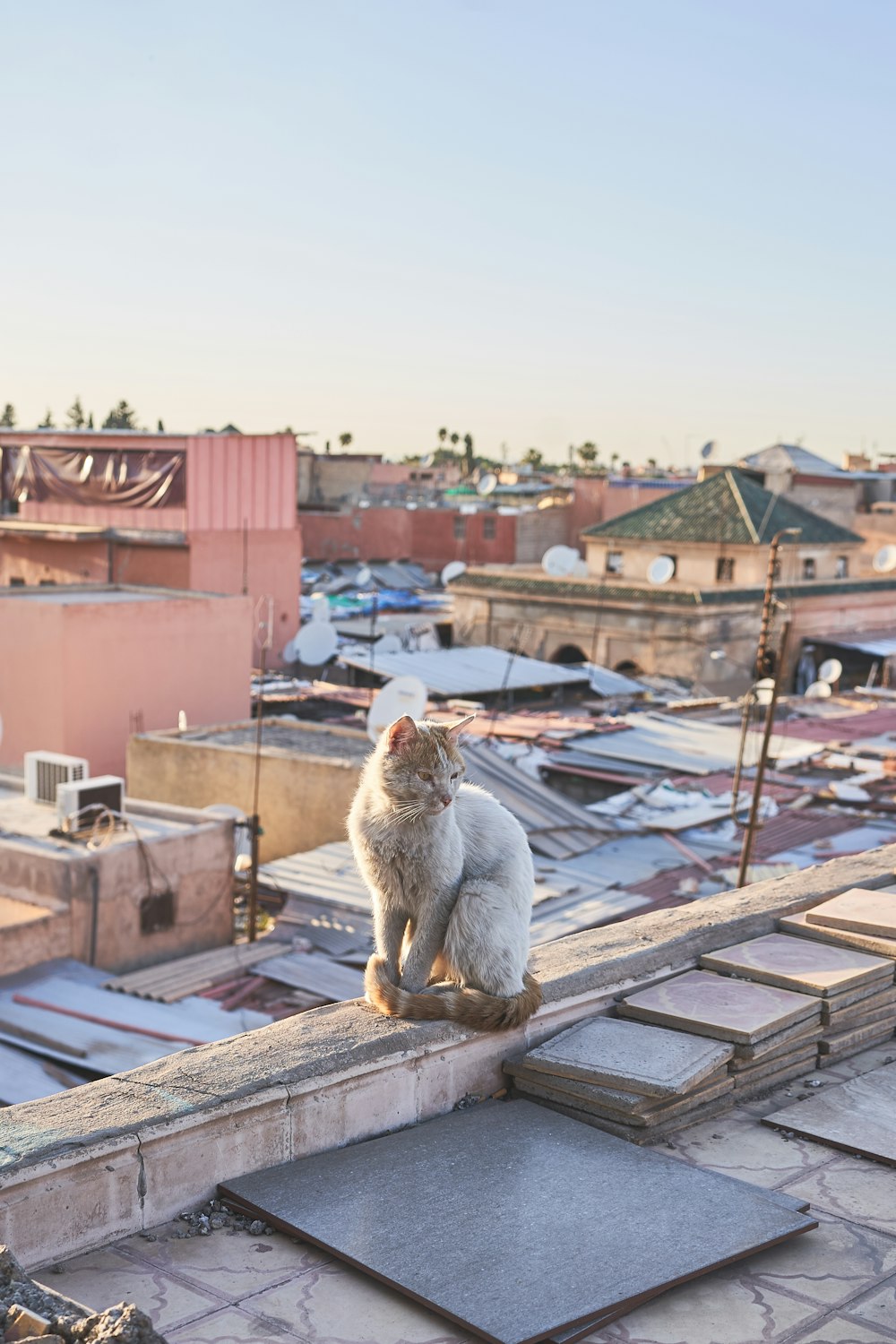 chat à fourrure courte sur le toit pendant la journée