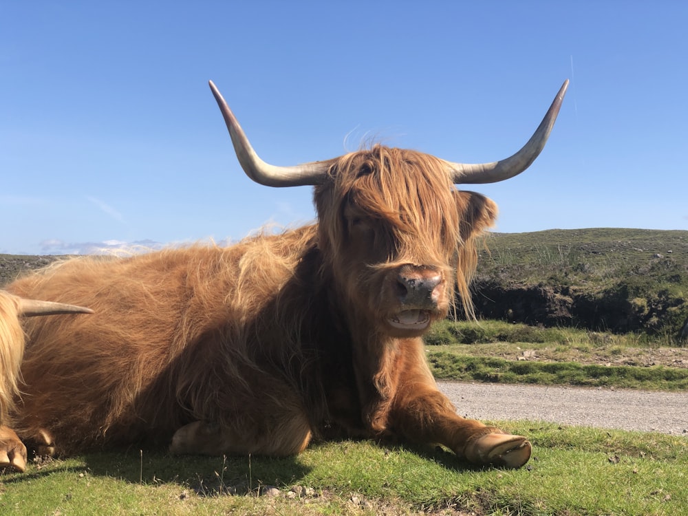 close-up photography of brown yak lying on green grass during daytime