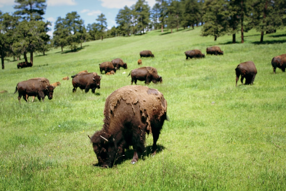 group of cattles