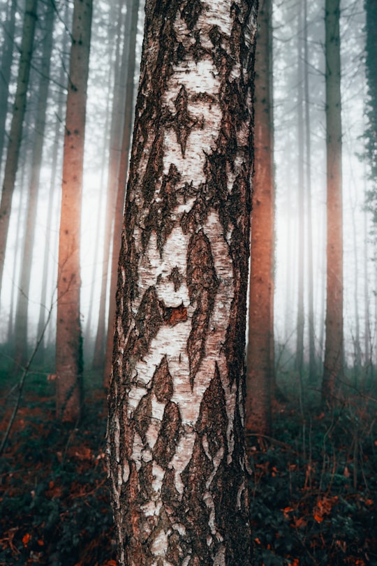 trees in forest in Bavaria Germany