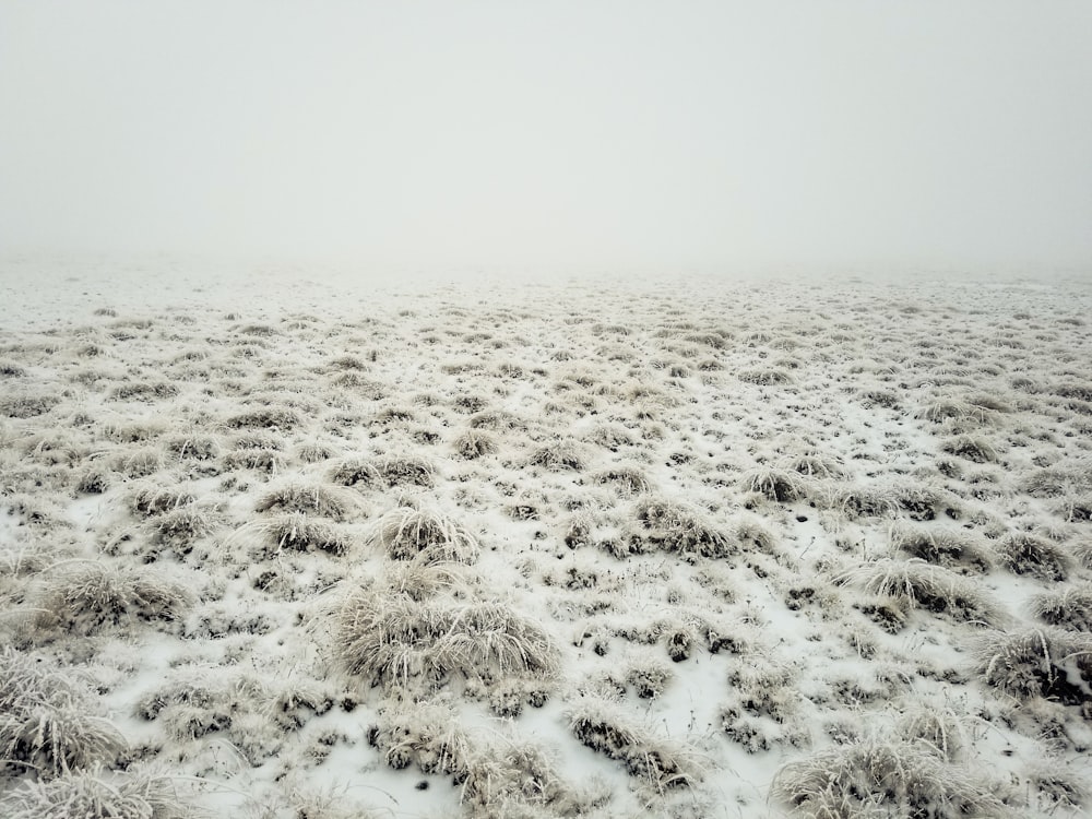 a field covered in snow and grass covered in snow