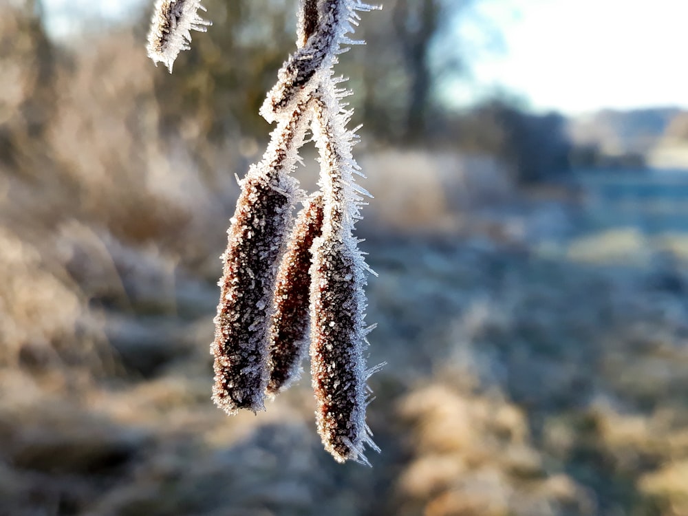 a close up of a plant with frost on it