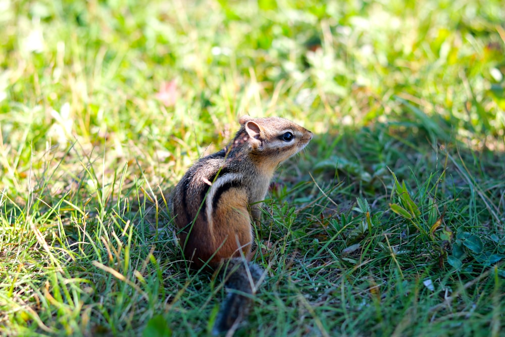 ardilla naranja