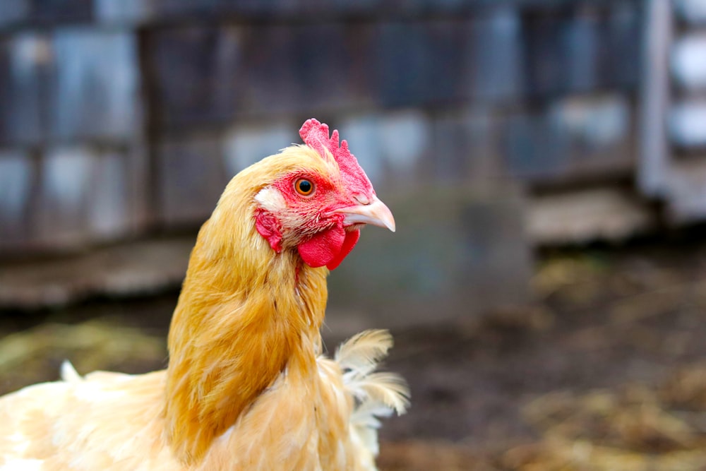 yellow and white hen chicken