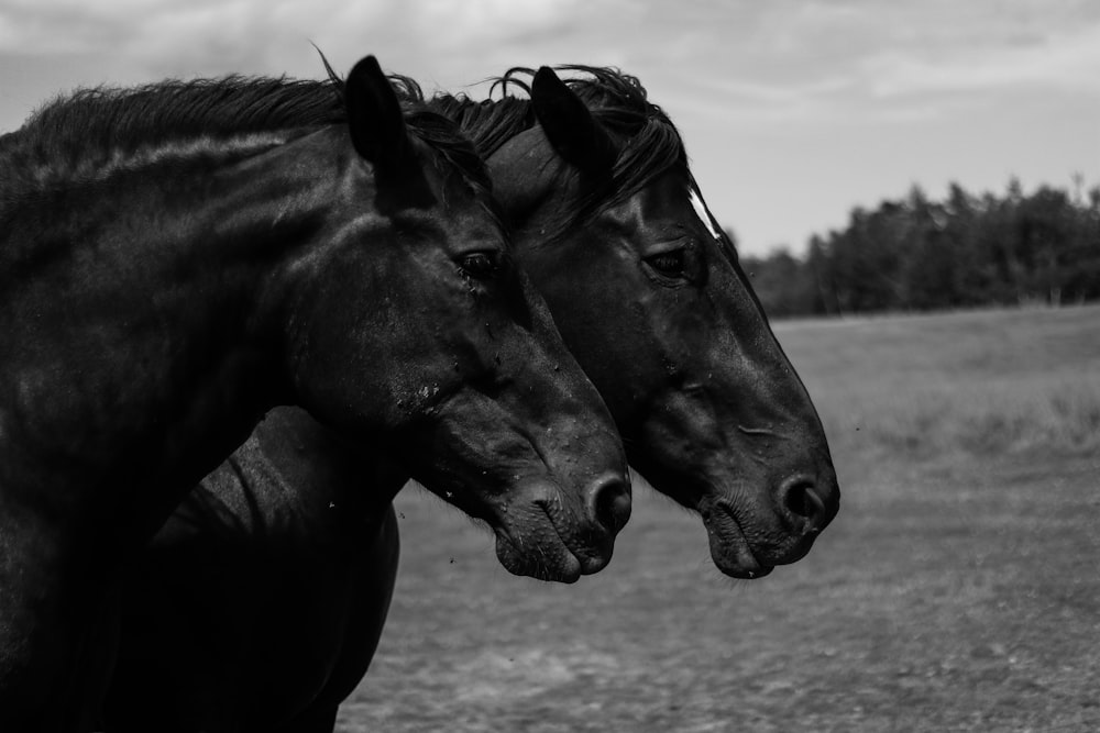zwei Pferde, die nebeneinander auf einem Feld stehen