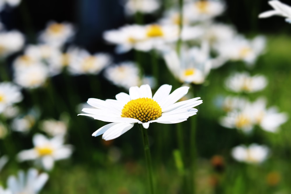 white daisy flowers