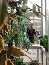 A variety of lush green plants with different types and sizes of leaves are placed indoors near a large window, allowing natural light to illuminate them. The background shows a glimpse of a building exterior.