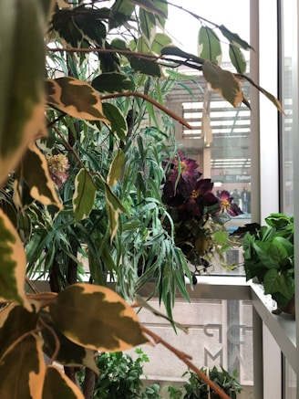 A variety of lush green plants with different types and sizes of leaves are placed indoors near a large window, allowing natural light to illuminate them. The background shows a glimpse of a building exterior.