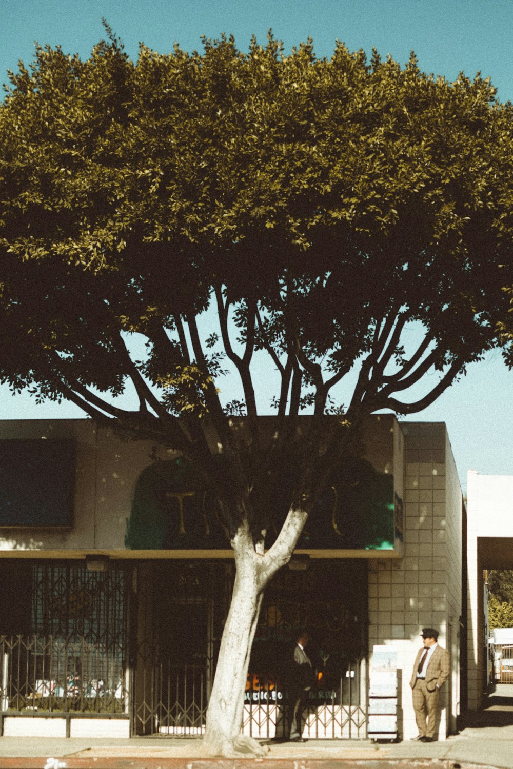 green-leafed tree beside house during daytime