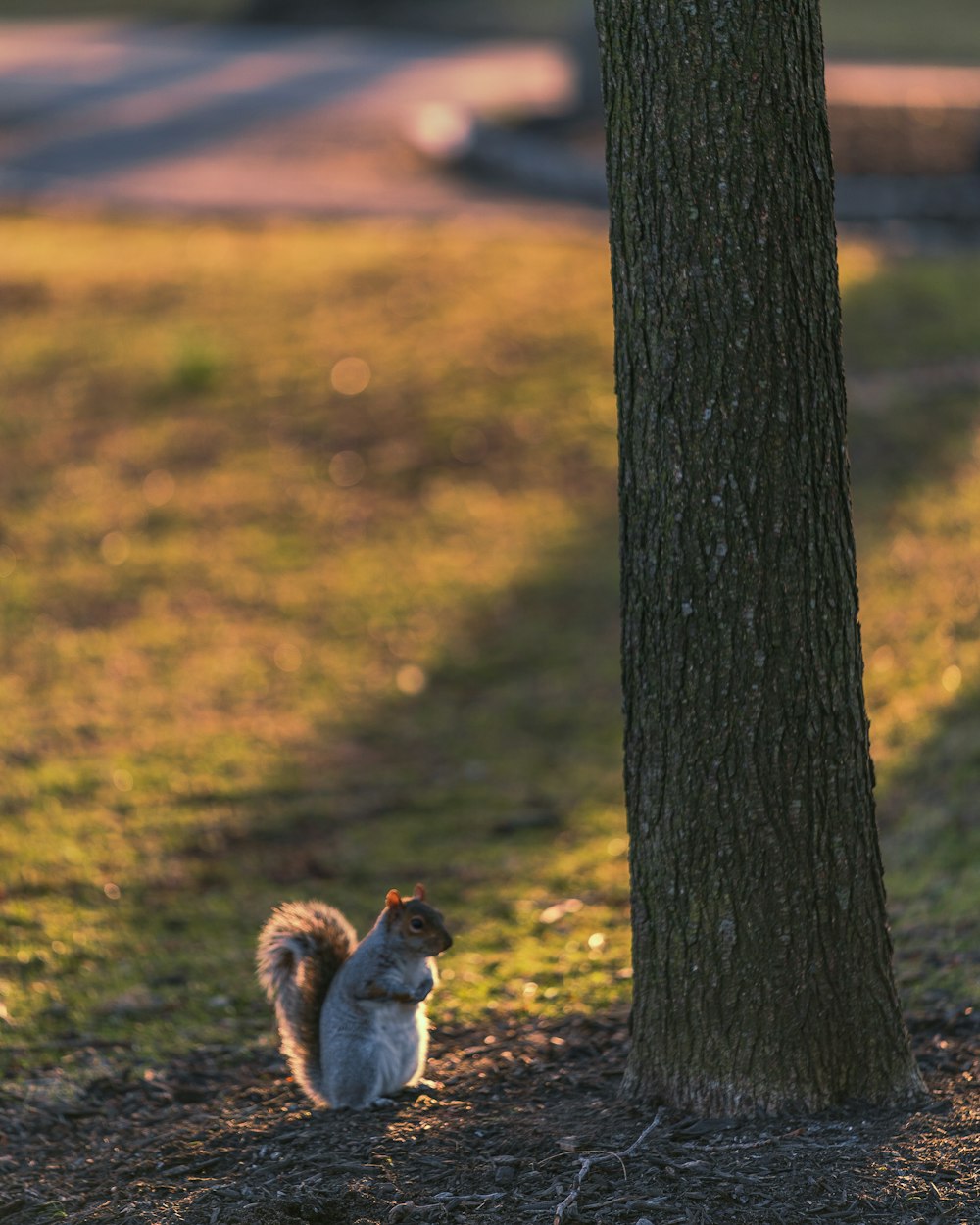 gray and brown chipmunk near tree trunk