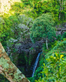 A vibrant tropical rainforest scene with a sparkling waterfall, colorful fruits hanging from trees, and lively cartoon-style tropical animals interacting playfully.